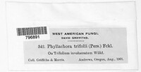 Polythrincium trifolii image